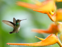 Charming Hummingbird, Costa Rica, © Beverly McNeil 2016
