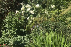 A Visit to Heronswood Garden