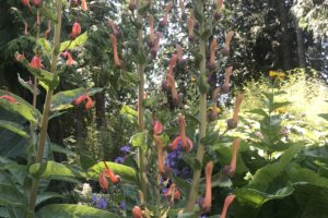 A Visit to Heronswood Garden