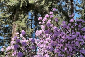 A Visit to the Ft. Worden Rhododendron Garden