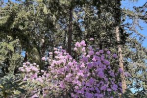 A Visit to the Ft. Worden Rhododendron Garden