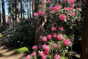 A Visit to the Ft. Worden Rhododendron Garden