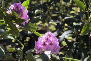 A Visit to the Ft. Worden Rhododendron Garden