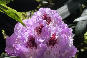 A Visit to the Ft. Worden Rhododendron Garden