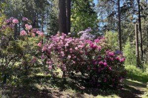 A Visit to the Ft. Worden Rhododendron Garden