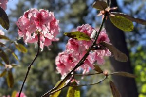 A Visit to the Ft. Worden Rhododendron Garden