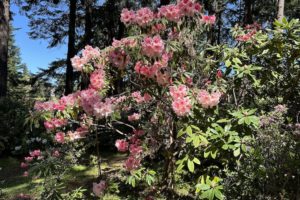 A Visit to the Ft. Worden Rhododendron Garden