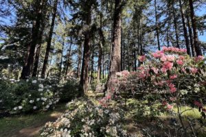 A Visit to the Ft. Worden Rhododendron Garden