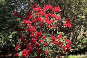 A Visit to the Ft. Worden Rhododendron Garden