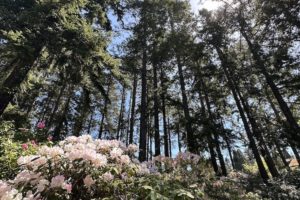 A Visit to the Ft. Worden Rhododendron Garden