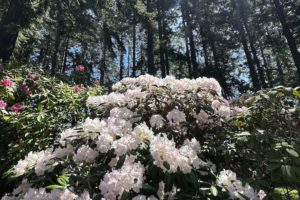 A Visit to the Ft. Worden Rhododendron Garden