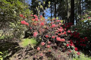 A Visit to the Ft. Worden Rhododendron Garden