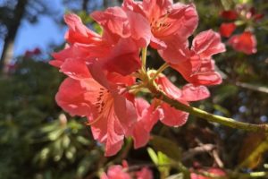 A Visit to the Ft. Worden Rhododendron Garden