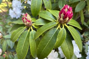 A Visit to the Ft. Worden Rhododendron Garden