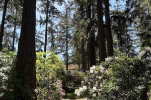 A Visit to the Ft. Worden Rhododendron Garden