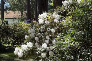 A Visit to the Ft. Worden Rhododendron Garden