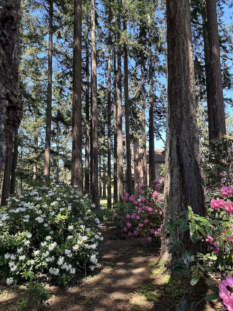 A Visit to the Ft. Worden Rhododendron Garden