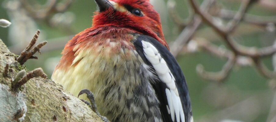 sapsucker3 copy